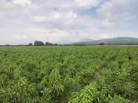 Manisa saha ziyareti (Eylül 2019) — biber, ceviz