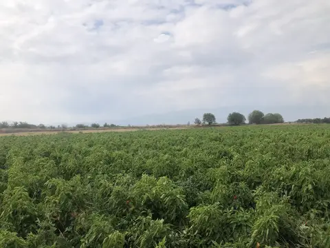 Manisa saha ziyareti (Eylül 2019) — biber, ceviz
