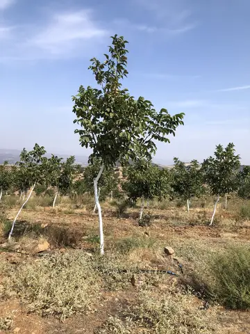 Salihli, Manisa saha ziyareti (Eylül 2019) — genel saha
