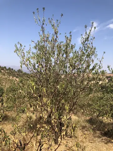 Salihli, Manisa saha ziyareti (Eylül 2019) — genel saha