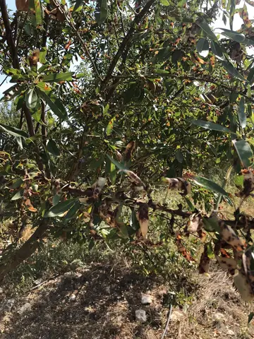 Salihli, Manisa saha ziyareti (Eylül 2019) — genel saha