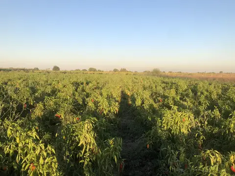 Yunusemre, Manisa saha ziyareti (Eylül 2019) — biber