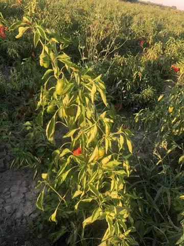 Yunusemre, Manisa saha ziyareti (Eylül 2019) — biber