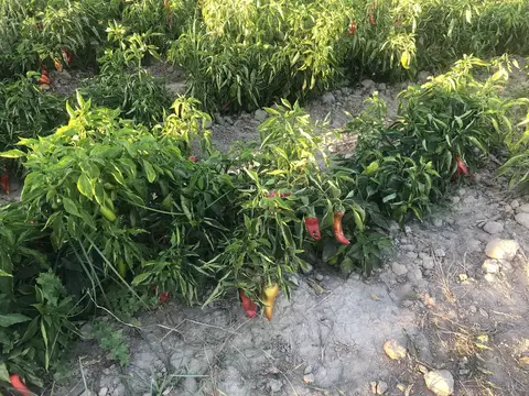 Yunusemre, Manisa saha ziyareti (Eylül 2019) — biber