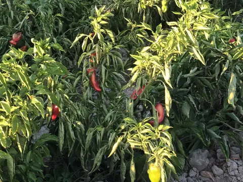 Yunusemre, Manisa saha ziyareti (Eylül 2019) — biber