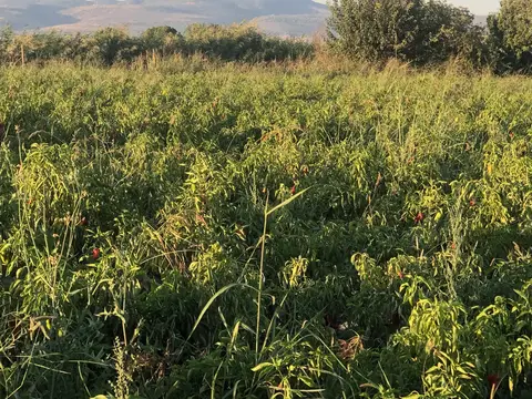 Yunusemre, Manisa saha ziyareti (Eylül 2019) — biber