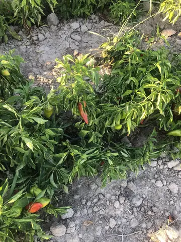 Yunusemre, Manisa saha ziyareti (Eylül 2019) — biber