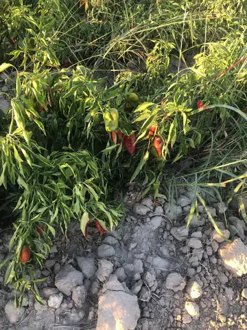 Yunusemre, Manisa saha ziyareti (Eylül 2019) — biber