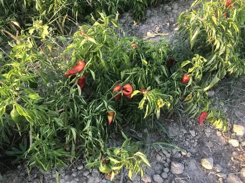 Yunusemre, Manisa saha ziyareti (Eylül 2019) — biber