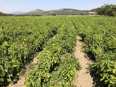 Kırkağaç, Manisa saha ziyareti (Ekim 2019) — biber
