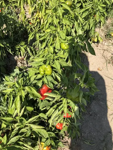 Kırkağaç, Manisa saha ziyareti (Ekim 2019) — biber