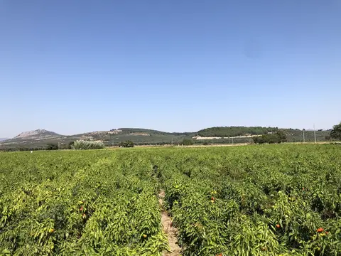 Kırkağaç, Manisa saha ziyareti (Ekim 2019) — biber