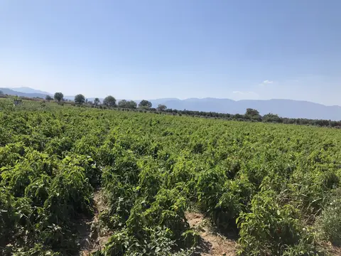 Kırkağaç, Manisa saha ziyareti (Ekim 2019) — biber