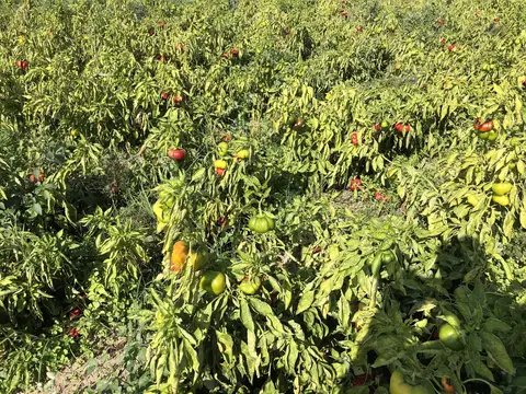 Kırkağaç, Manisa saha ziyareti (Ekim 2019) — biber