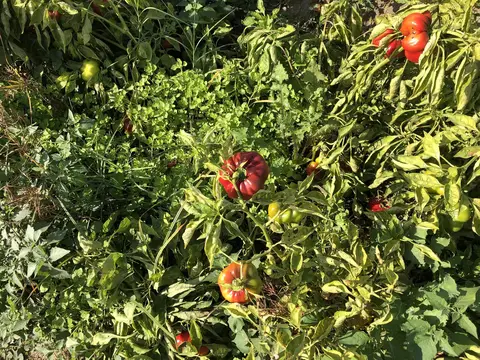 Kırkağaç, Manisa saha ziyareti (Ekim 2019) — biber