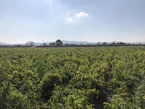 Kırkağaç, Manisa saha ziyareti (Ekim 2019) — biber