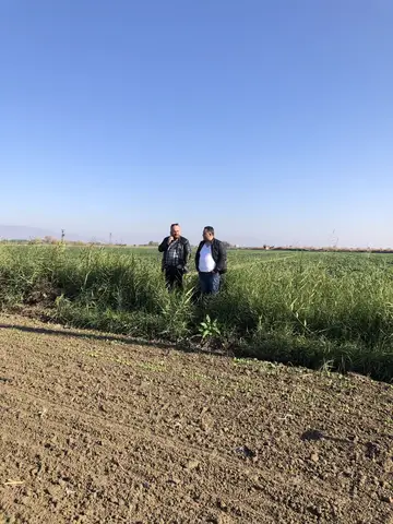Salihli, Manisa saha ziyareti (Aralık 2019) — ispanak