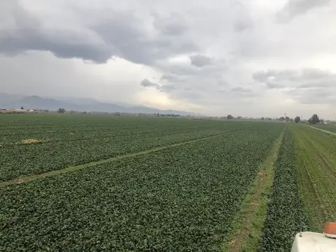 Salihli, Manisa saha ziyareti (Aralık 2019) — ispanak