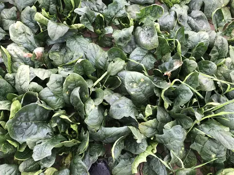 Salihli, Manisa saha ziyareti (Aralık 2019) — ispanak