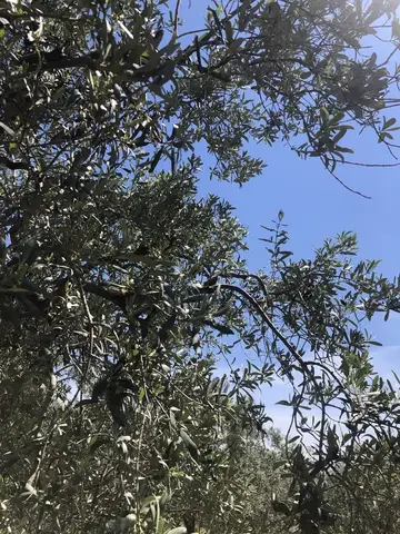 Manisa saha ziyareti (Mayıs 2020) — zeytin, sera