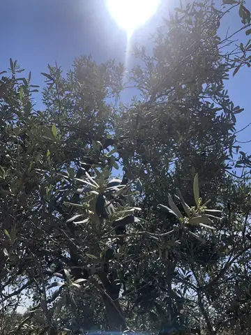 Manisa saha ziyareti (Mayıs 2020) — zeytin, sera