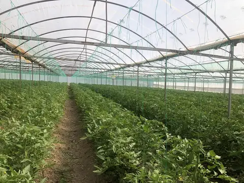 Manisa saha ziyareti (Mayıs 2020) — zeytin, sera
