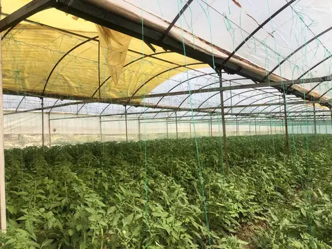 Manisa saha ziyareti (Mayıs 2020) — zeytin, sera