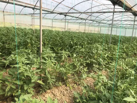 Manisa saha ziyareti (Mayıs 2020) — zeytin, sera