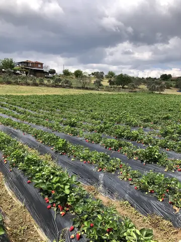 Köprübaşı, Manisa saha ziyareti (Mayıs 2020) — çilek