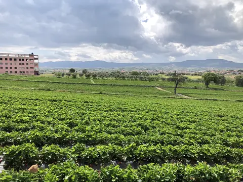 Köprübaşı, Manisa saha ziyareti (Mayıs 2020) — çilek
