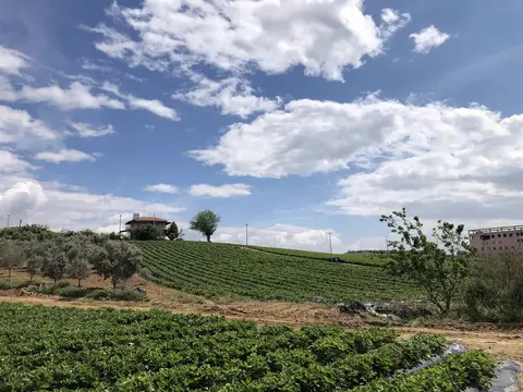 Köprübaşı, Manisa saha ziyareti (Mayıs 2020) — çilek