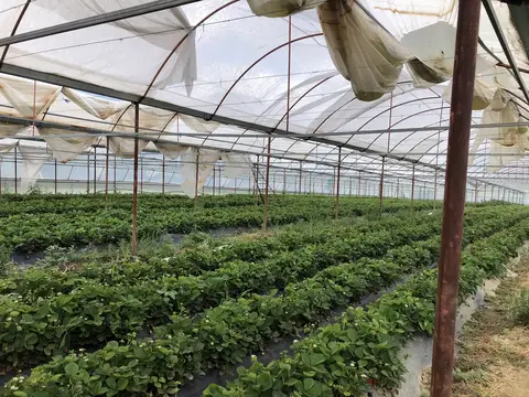 Köprübaşı, Manisa saha ziyareti (Mayıs 2020) — çilek