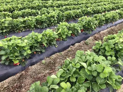 Köprübaşı, Manisa saha ziyareti (Mayıs 2020) — çilek
