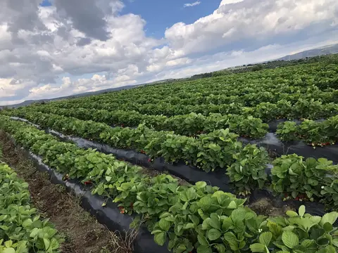 Köprübaşı, Manisa saha ziyareti (Mayıs 2020) — çilek