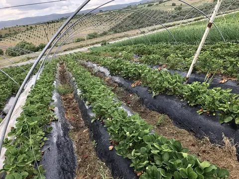 Köprübaşı, Manisa saha ziyareti (Mayıs 2020) — çilek