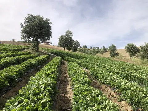 Salihli, Manisa saha ziyareti (Mayıs 2020) — çilek, üzüm