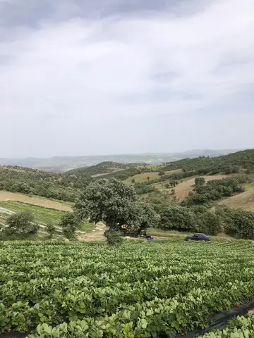 Salihli, Manisa saha ziyareti (Mayıs 2020) — çilek, üzüm