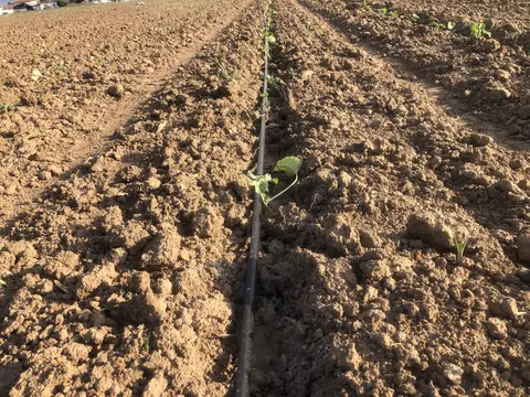 Salihli, Manisa saha ziyareti (Haziran 2020) — kavun, domates, biber, üzüm