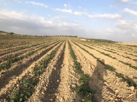 Salihli, Manisa saha ziyareti (Haziran 2020) — kavun, domates, biber, üzüm