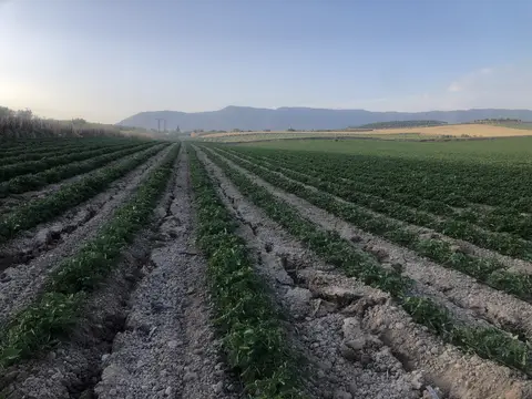 Salihli, Manisa saha ziyareti (Haziran 2020) — kavun, domates, biber, üzüm