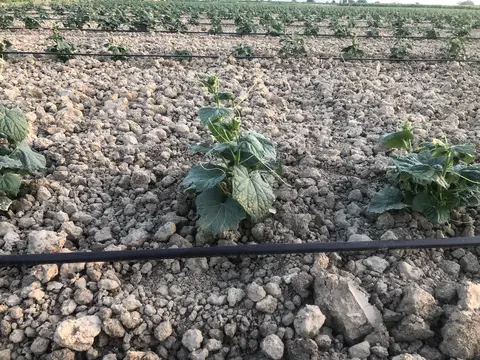 Salihli, Manisa saha ziyareti (Haziran 2020) — kavun, domates, biber, üzüm