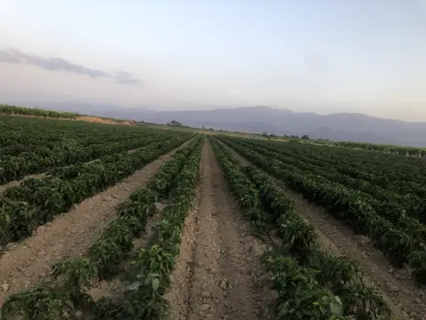 Salihli, Manisa saha ziyareti (Haziran 2020) — kavun, domates, biber, üzüm