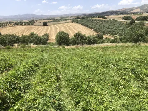 Salihli, Manisa saha ziyareti (Haziran 2020) — kavun, domates, biber, üzüm