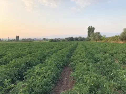 Salihli, Manisa saha ziyareti (Haziran 2020) — kavun, domates, biber, üzüm