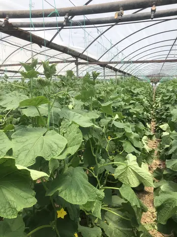 Akhisar, Manisa saha ziyareti (Haziran 2020) — salatalık