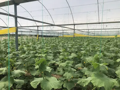 Akhisar, Manisa saha ziyareti (Haziran 2020) — salatalık