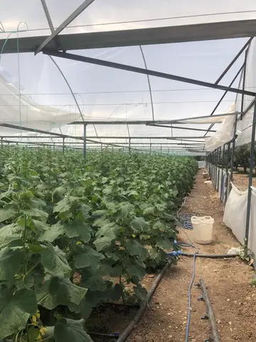 Akhisar, Manisa saha ziyareti (Haziran 2020) — salatalık