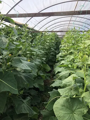 Akhisar, Manisa saha ziyareti (Haziran 2020) — salatalık
