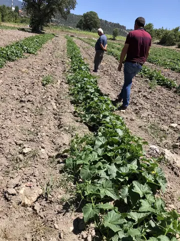Demirci, Manisa saha ziyareti (Haziran 2020) — kabak