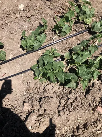 Demirci, Manisa saha ziyareti (Haziran 2020) — kabak